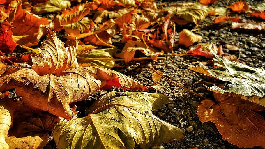 fall, nature, leaf, food, season, gold, closeup, autumn, seasonal HD wallpaper