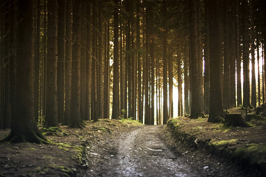 forest pathway, rural road surrounded with trees at golden hour HD wallpaper
