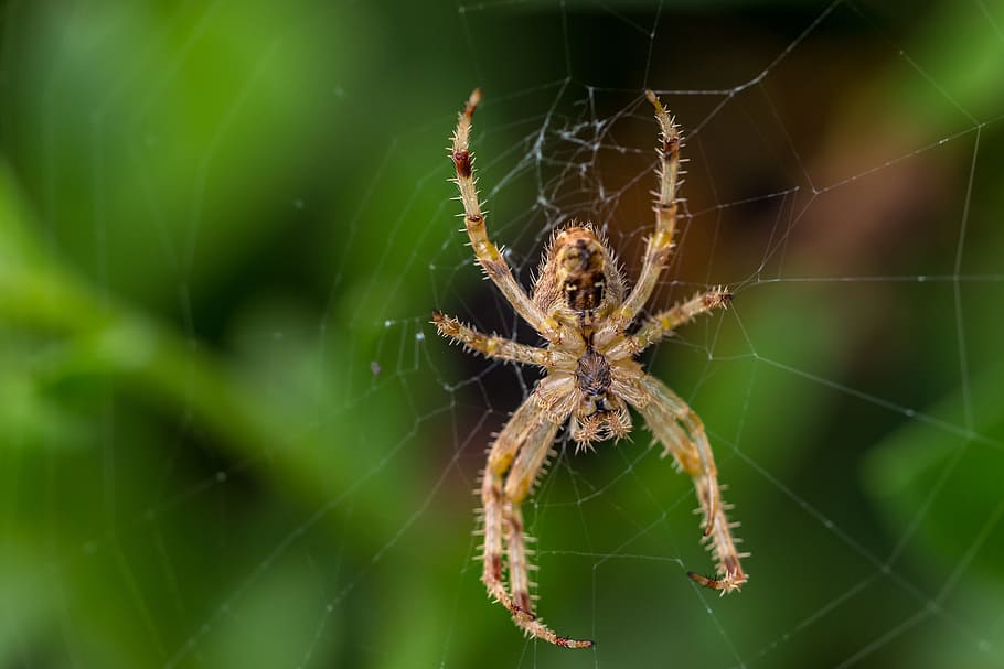 spider, arachnid, spider web, trap, insect, animal themes, fragility HD wallpaper