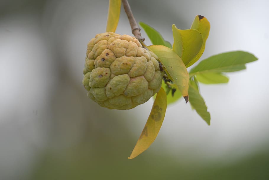 custard apple, background, green leaf, plant, close-up, plant part HD wallpaper