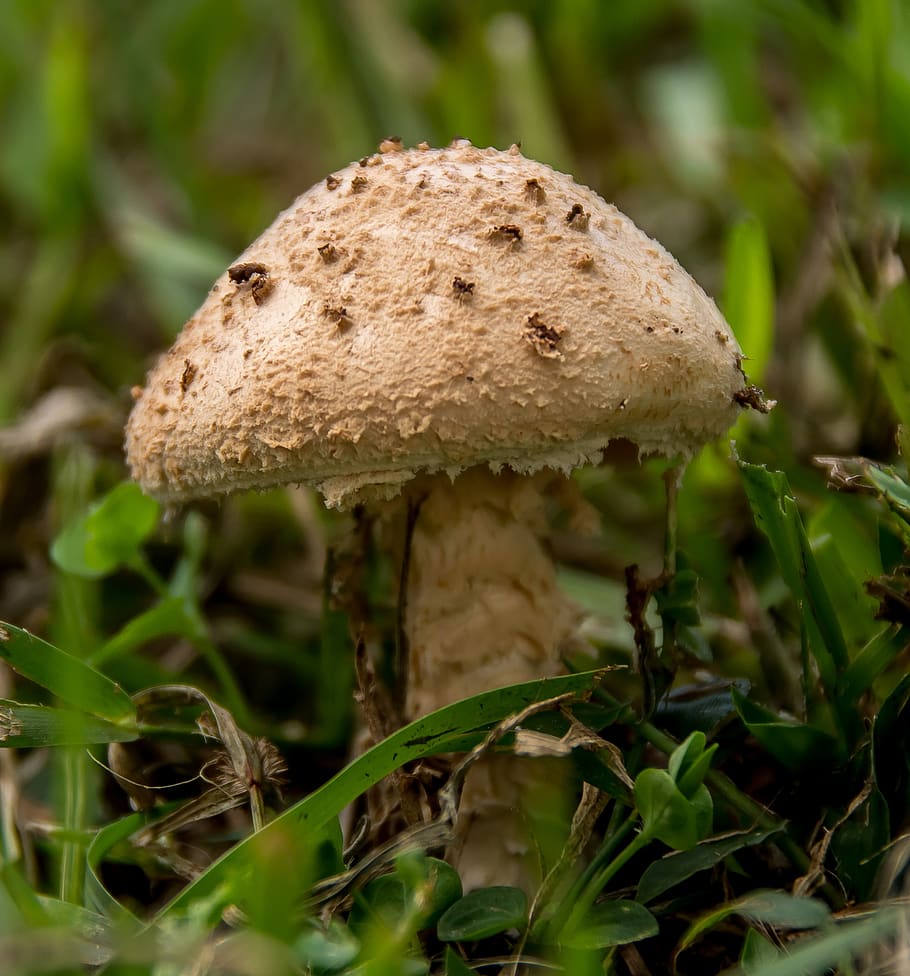 fungus, mushroom, toadstool, texture, forest, queensland, australia HD wallpaper
