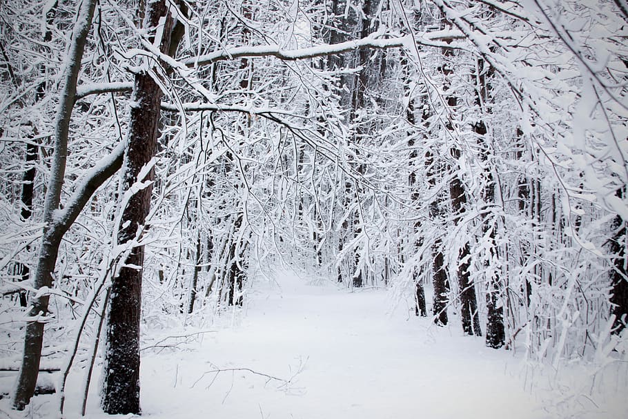 pathway between trees covered with snow, pathway covered by snow HD wallpaper