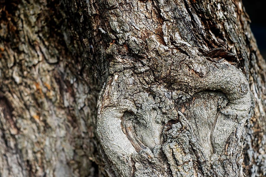 gray and brown tree trunk, olive tree, wood, bark, old, gnarled HD wallpaper