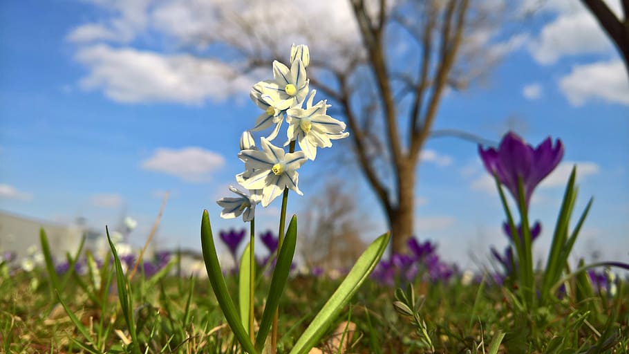 meadow, blossom, bloom, flower, white, plant, flowering plant HD wallpaper