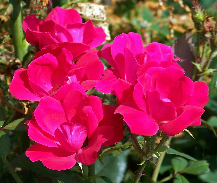 Rose, Pink, Bloom, Blossom, Colorful, detail, flora, floral HD wallpaper