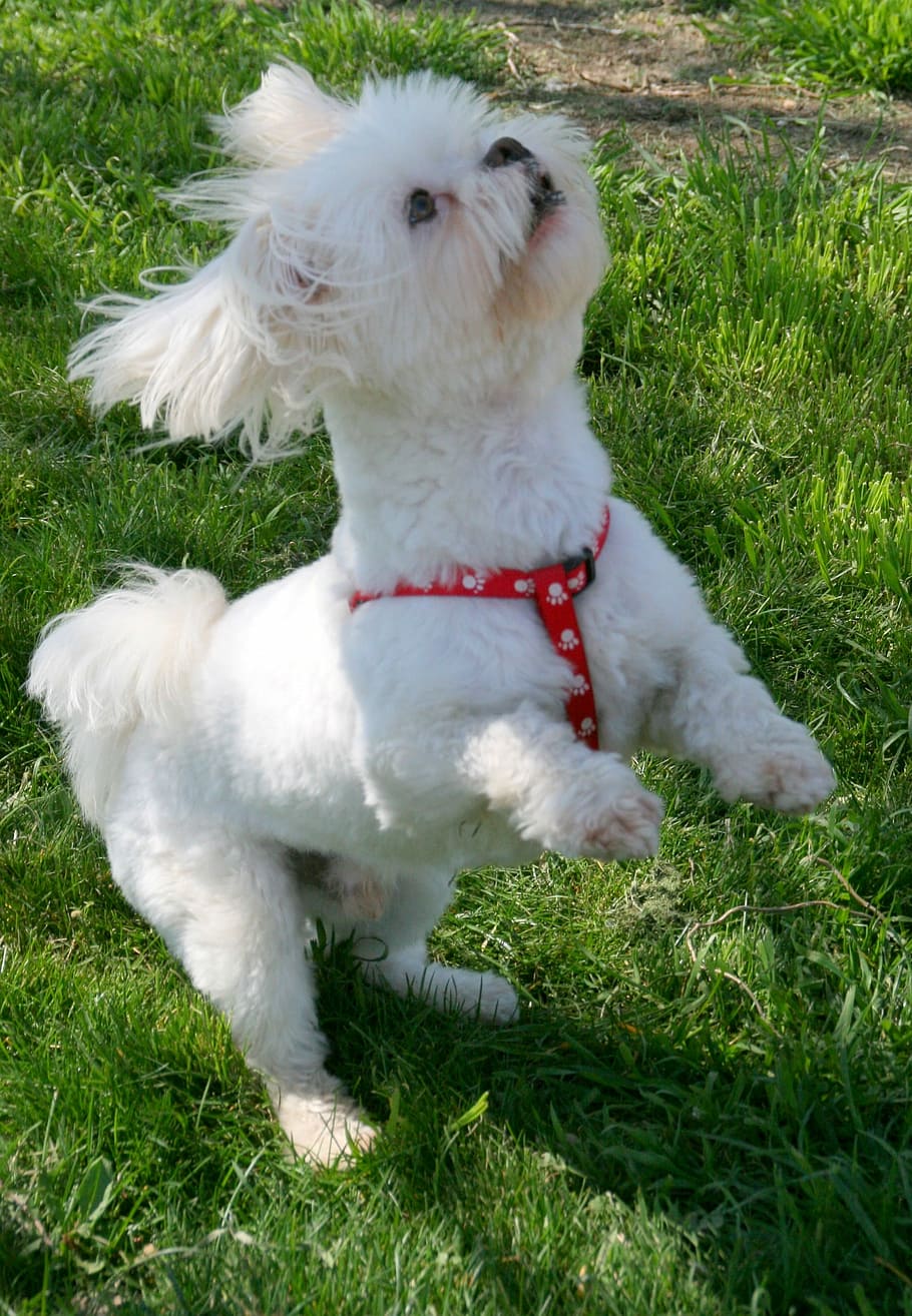 Dog, White, Pet, Play, grass, pets, one animal, domestic animals HD wallpaper