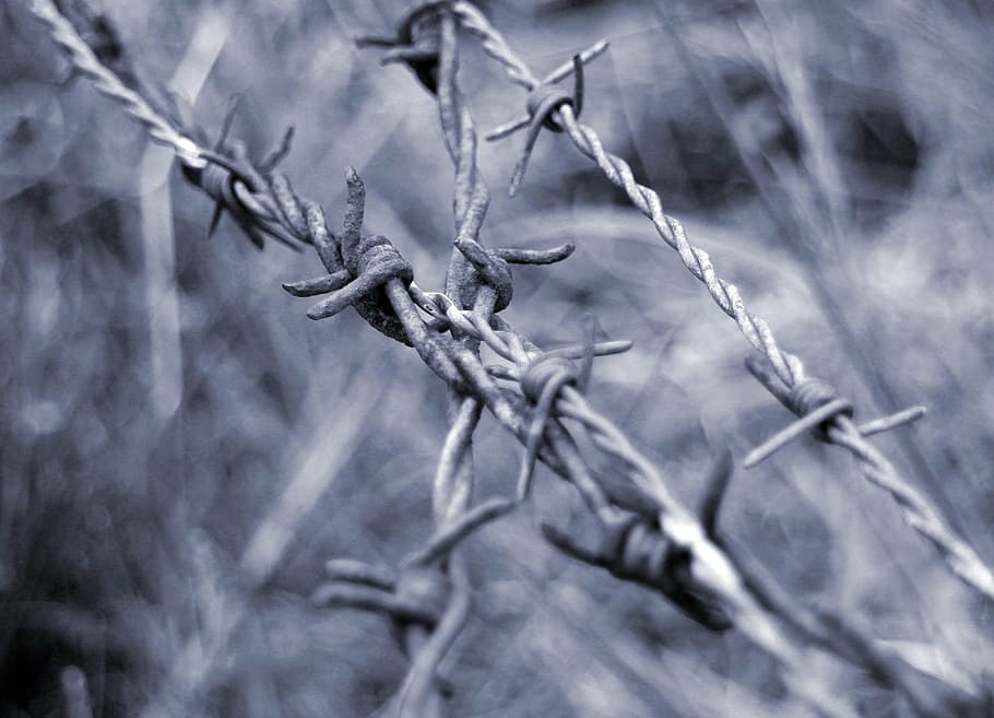 barbed wire, close, wiring, limit, demarcation, fence, pointed HD wallpaper
