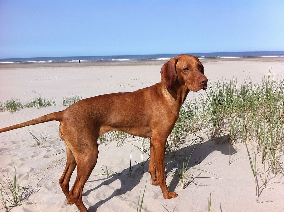 adult tan vizsla on the white sand photography, beach, dog HD wallpaper