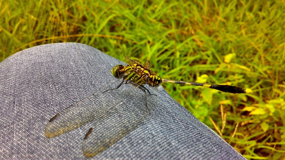 Animals, Dragonfly, Gorgeous, insect, nature, macro, close-up HD wallpaper