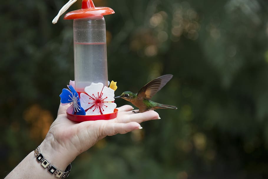 Bird, Hummingbird, Nature, drinking, flying, human hand, human body part HD wallpaper