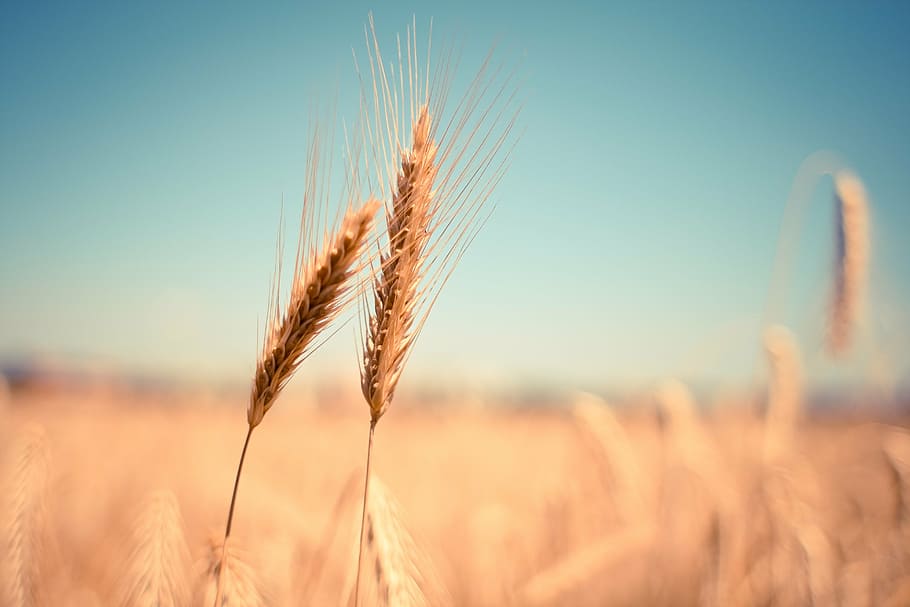 bokeh photography of wheats, ear, dry, harvest, autumn, summer, HD wallpaper
