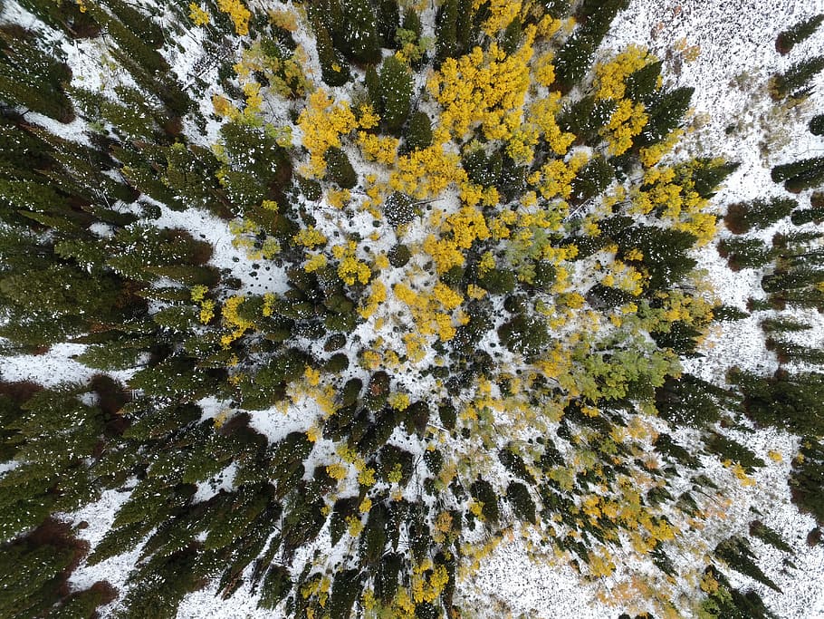 bird's eye view photography of tall green and yellow leafed trees, top view of pine trees covered with snow HD wallpaper