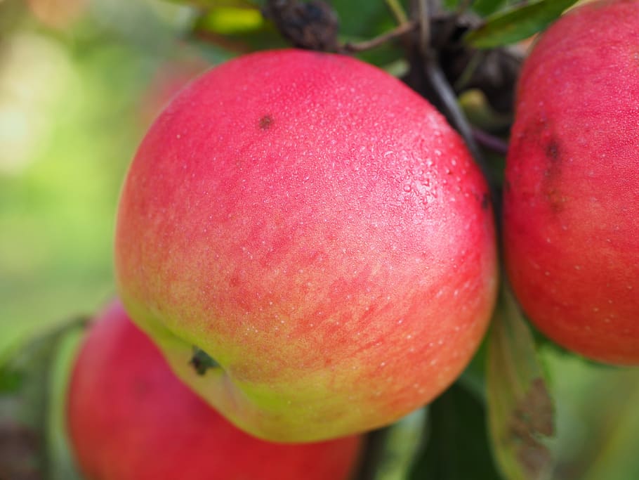 apple, apple tree, fruit, red, frisch, healthy, vitamins, orchard HD wallpaper