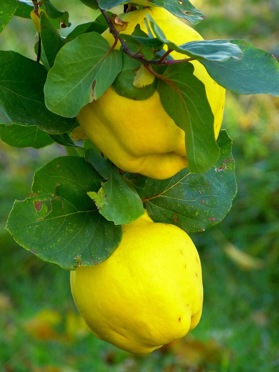 Quince, Fruit, Plant, Leaf, Tree, pome fruit, rose greenhouse HD wallpaper