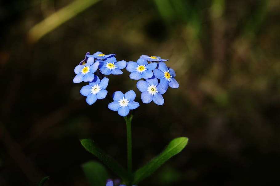 macro photography of blue flowers, forget-me-not, heart, love, HD wallpaper