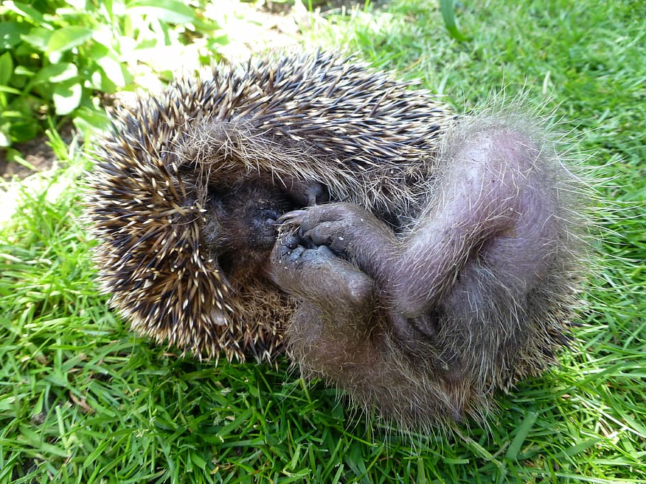 hedgehog, mecki, grass, nature, rolled up, legs, feet, animal HD wallpaper