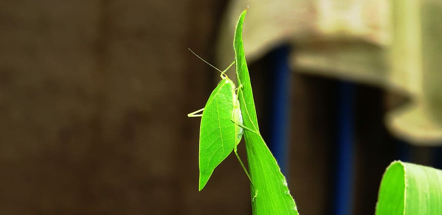 nature, insect, cricket, green color, animal themes, one animal HD wallpaper