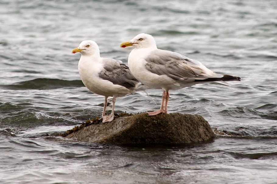 seagulls, bird, ocean, atlantic, water, animal wildlife, animals in the wild HD wallpaper