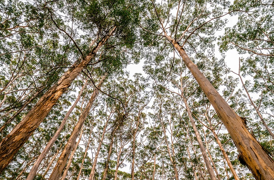 worm's eye view photography of trees, worm's eye photography of trees HD wallpaper