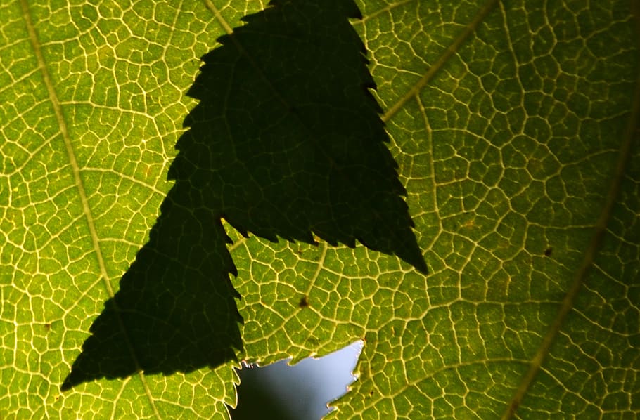 leaf, shadow, green, nature, tree, plants, color, foliage, shade HD wallpaper