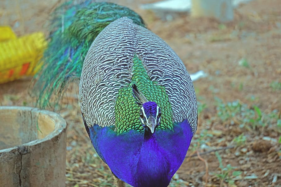 peacock, closeup, birds, wildlife, bharat, banswara, animal, HD wallpaper
