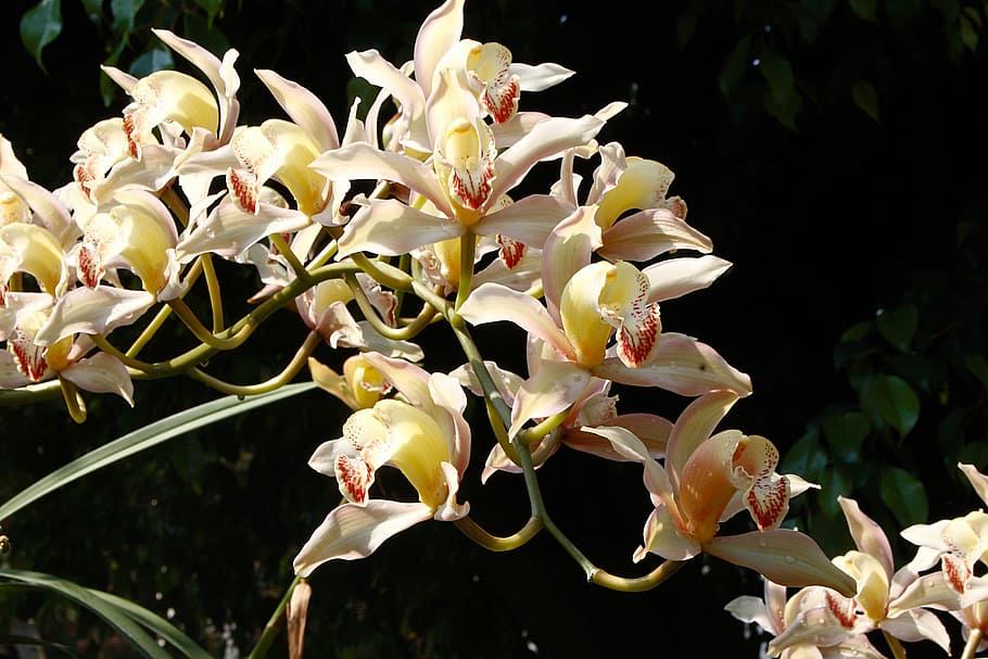 flower, orquidea, arrangement, spring, nature, plant, yellow HD wallpaper