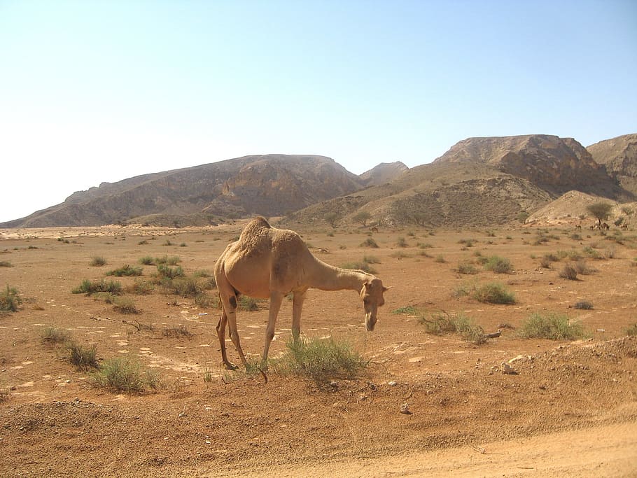 HD wallpaper: dubai, desert, landscape, mountains, camel, animal, plants |  Wallpaper Flare