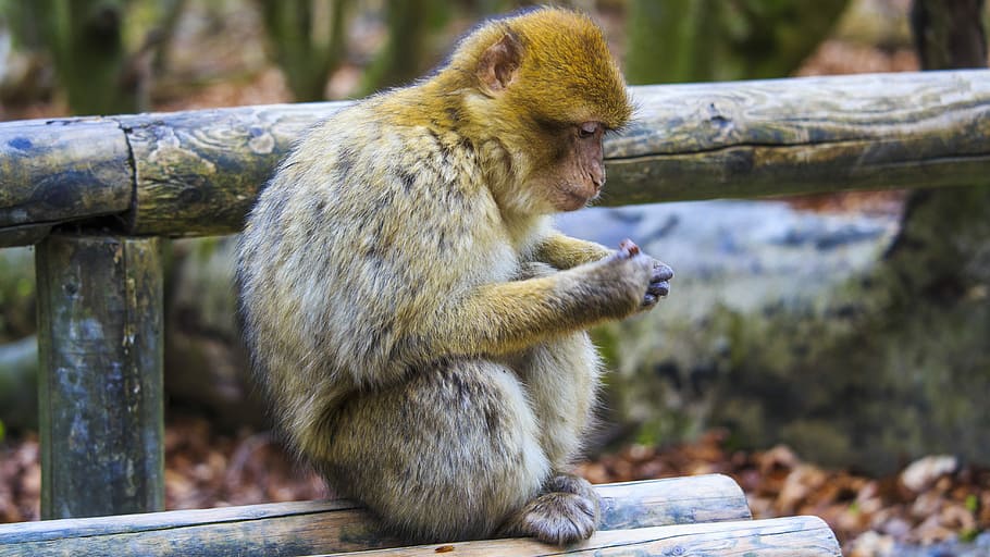 barbary ape, monkey, monkey mountain, salem, nature, animal world HD wallpaper