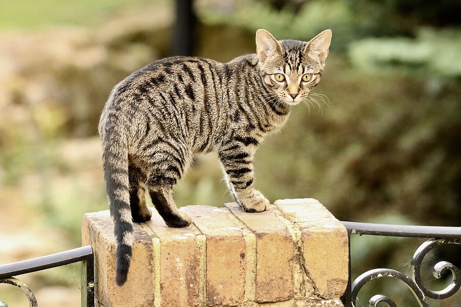 cat, bengal, kitten, one animal, feline, pets, mammal, domestic cat HD wallpaper