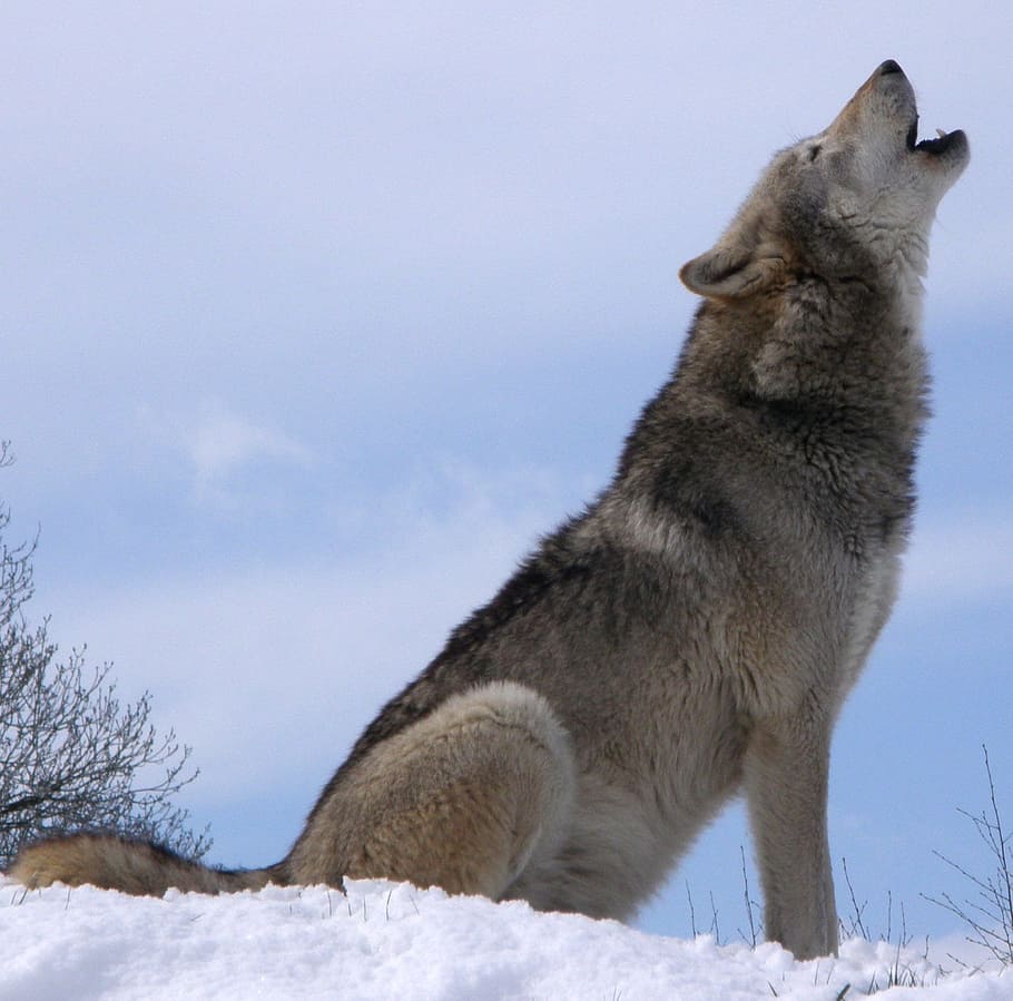 gray and brown wolf on white snow howling during daytime, wild