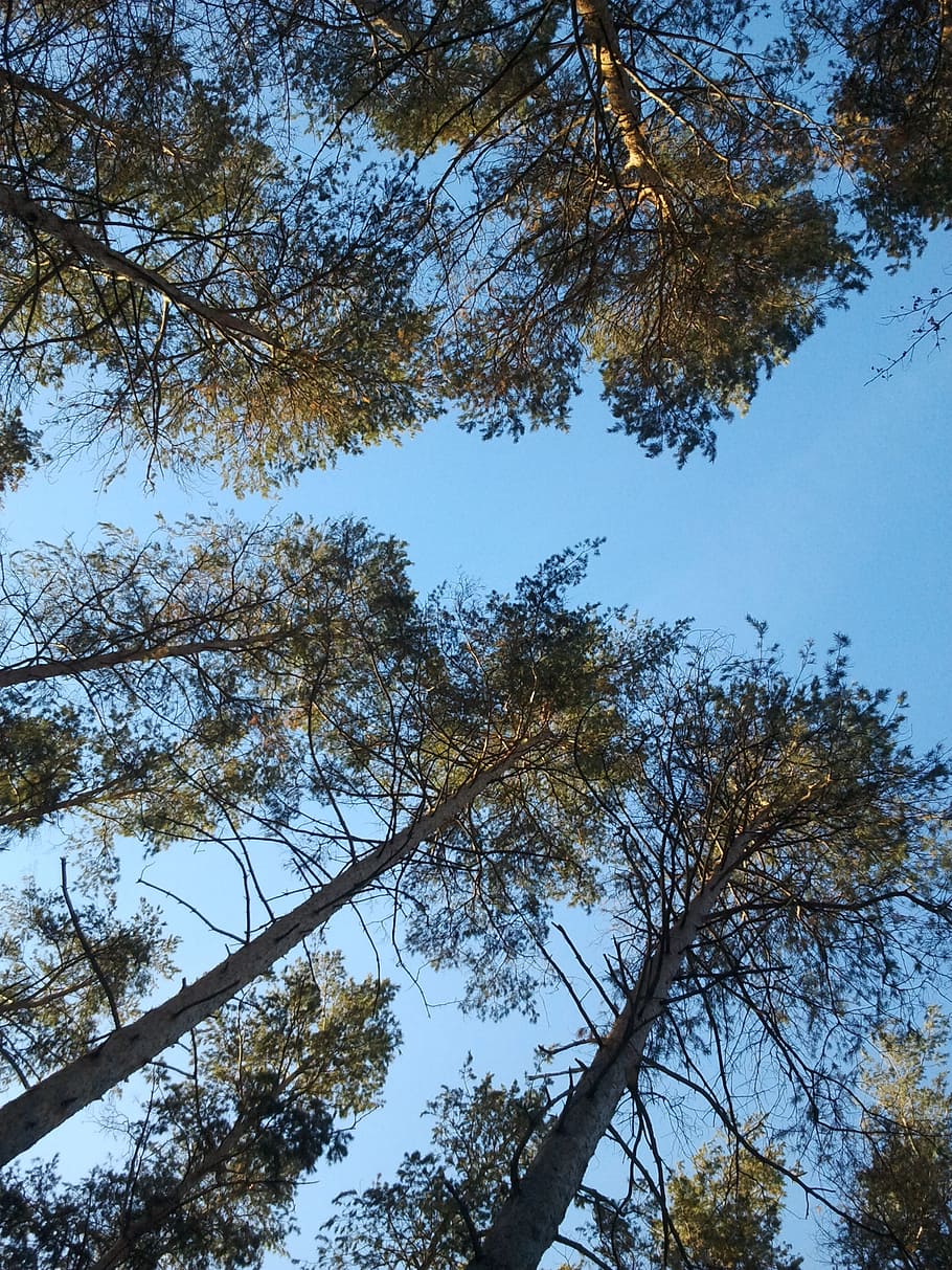pine, from the bottom, sky, tree, plant, low angle view, growth HD wallpaper
