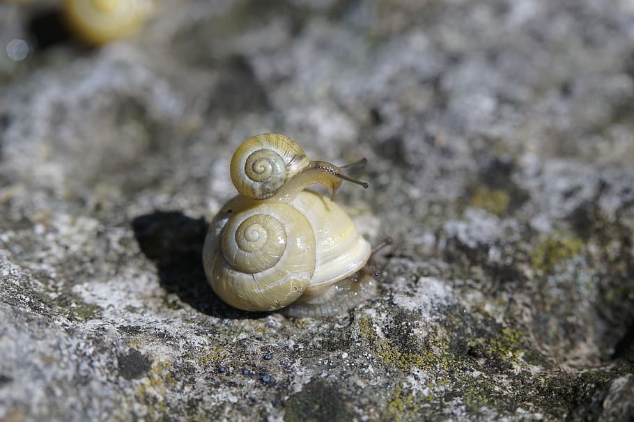 snails, crawl, steinig, yellow, shell, slowly, mollusk, nature HD wallpaper