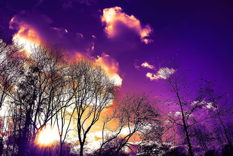 tree, tree silhouette, bare trees, winter trees, sky, clouds HD wallpaper