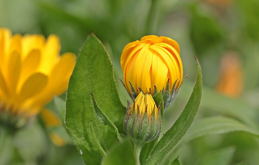 yellow calendula flowers selective-focus photography at daytime HD wallpaper
