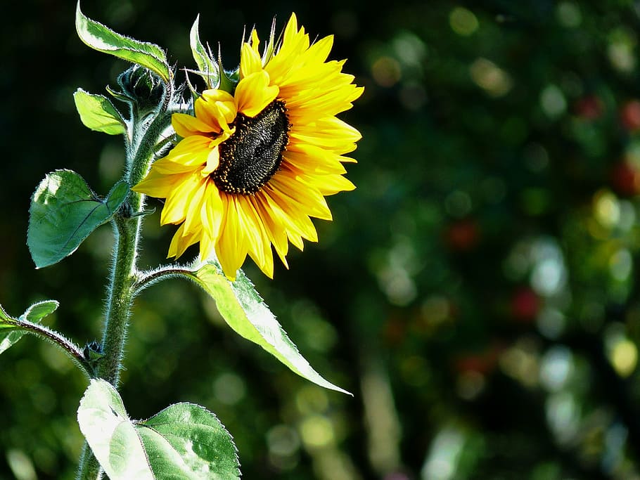 sunflower, sun flower, sunflower seeds, sunflower oil, plant, HD wallpaper