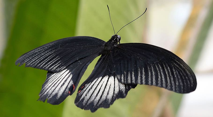 black and white butterfly in flight, insect, wing, animal, suction nozzles HD wallpaper