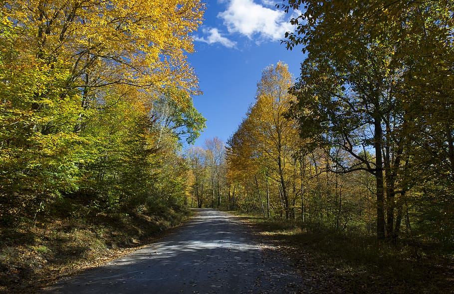 fall leaves, trail, nature, autumn, forest, scenic, tree, plant HD wallpaper