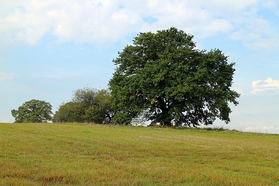 tree, individually, nature, sky, meadow, green, plant, field HD wallpaper