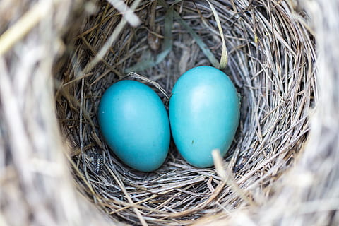selective focus photography of two blue eggs, bird, nest, wildlife HD wallpaper