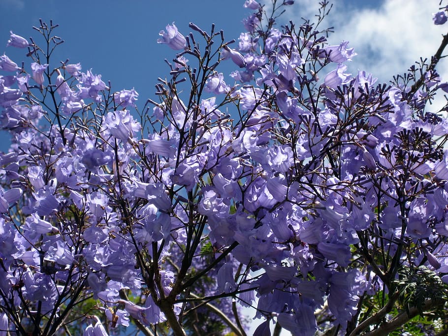 purple flowers, jacaranda blossoms, blue flowering, tree-fern, HD wallpaper