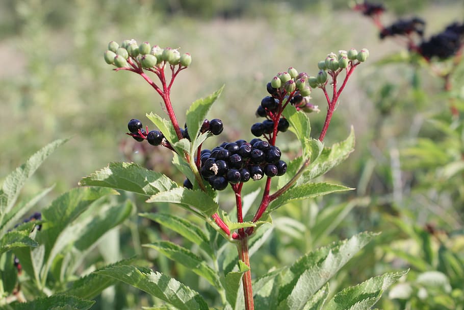 berries, black, ebulus, ripe, sambucus, fruit, plants, healthy eating HD wallpaper
