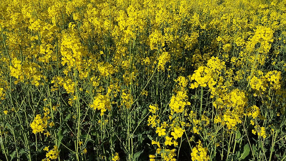 rapeseed, flowers, field, spring, yellow, plants, poland, nature HD wallpaper