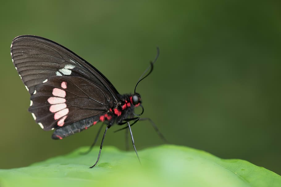 butterfly, macro, pose, plant, green, colors, detail, nature HD wallpaper