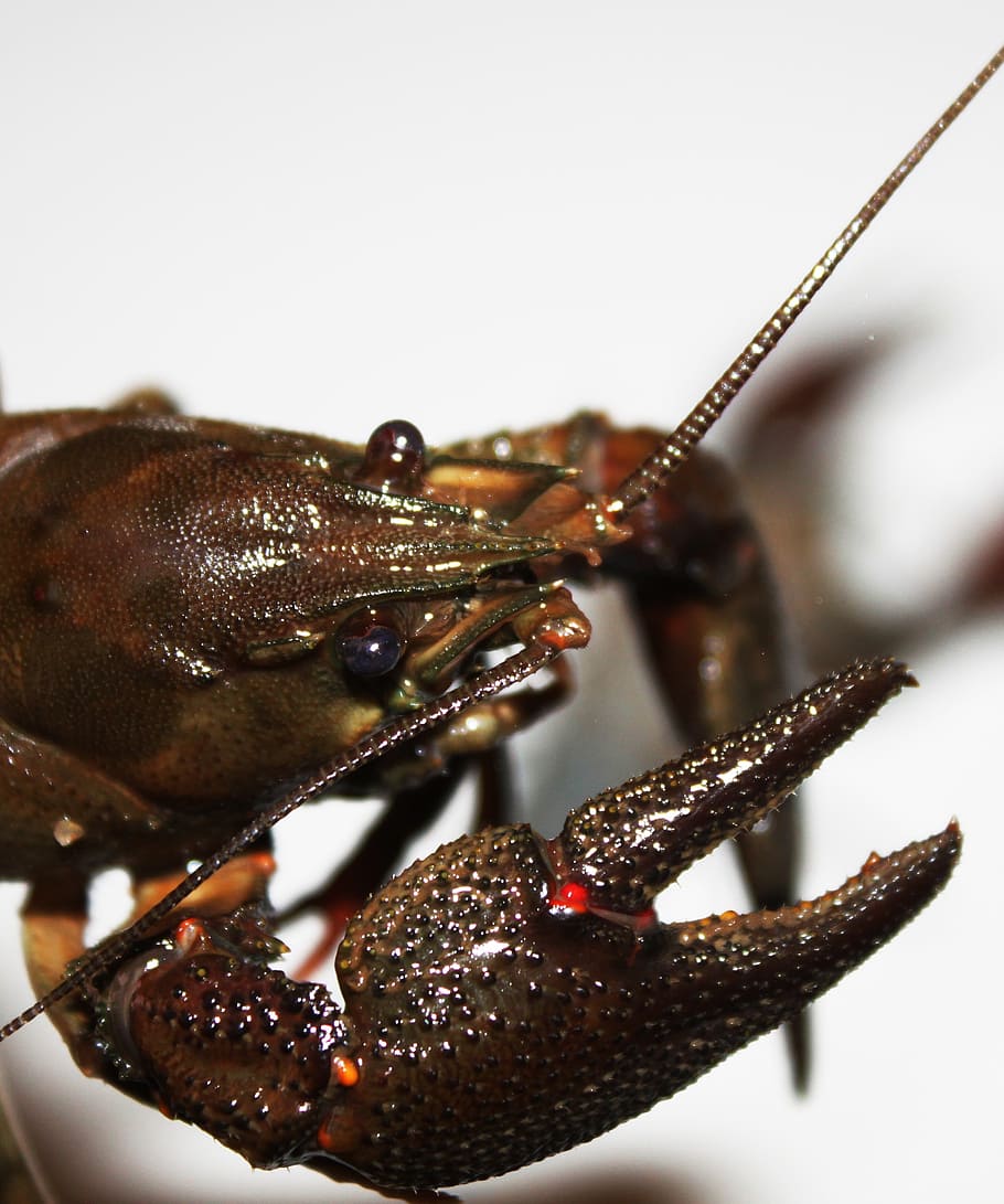 arthropoda, astacus, close-up, crayfish, crustacea, edible HD wallpaper