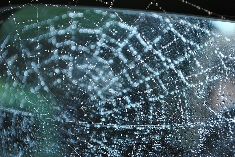 cobweb, raindrops, spider's web, water, no people, close-up HD wallpaper