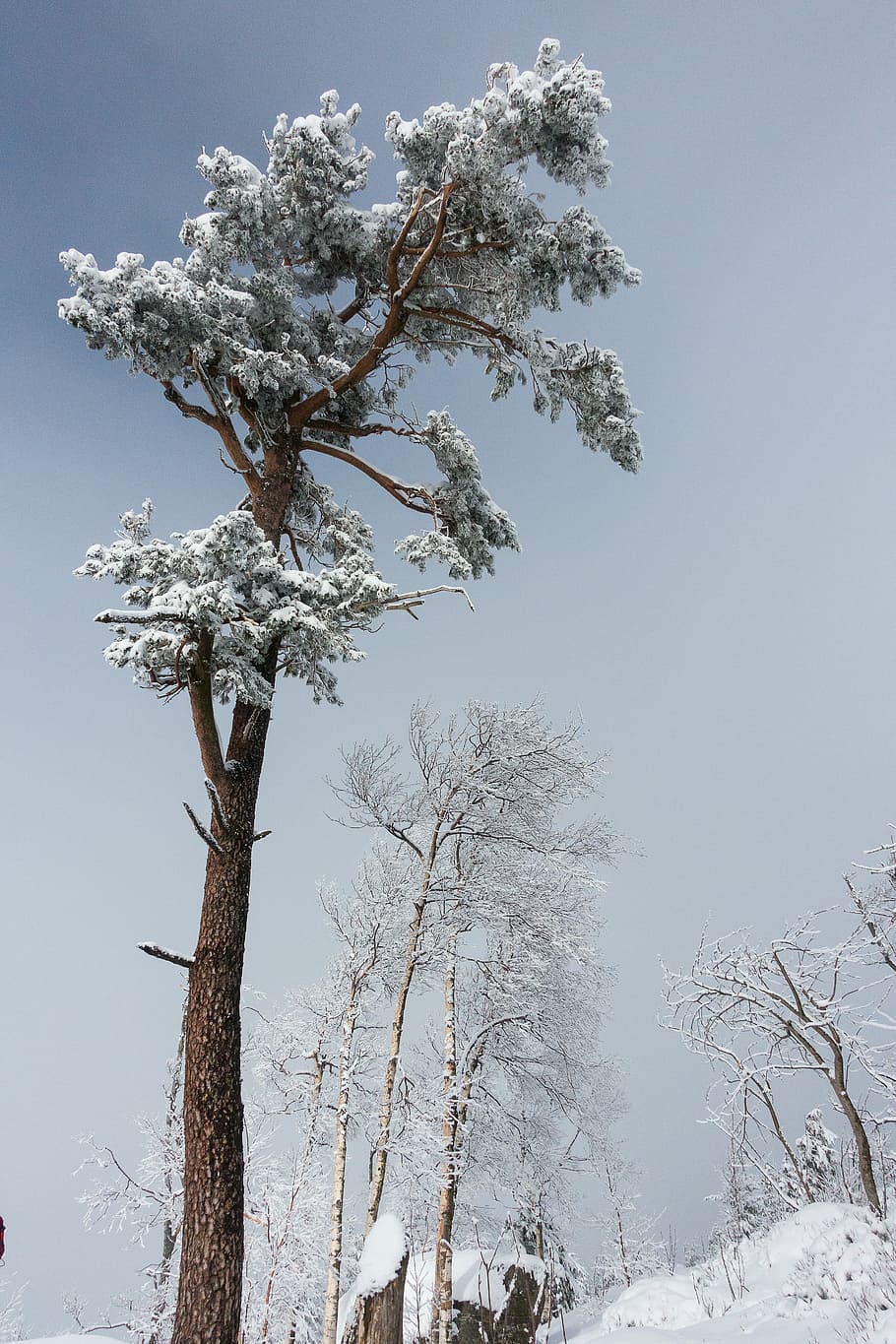 bare trees with snow, ice, frozen, cold, cold weather, winter HD wallpaper
