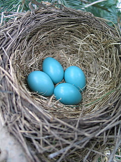 four blue eggs on brown nest, Bird Nest, Spring, Robin, animal nest HD wallpaper