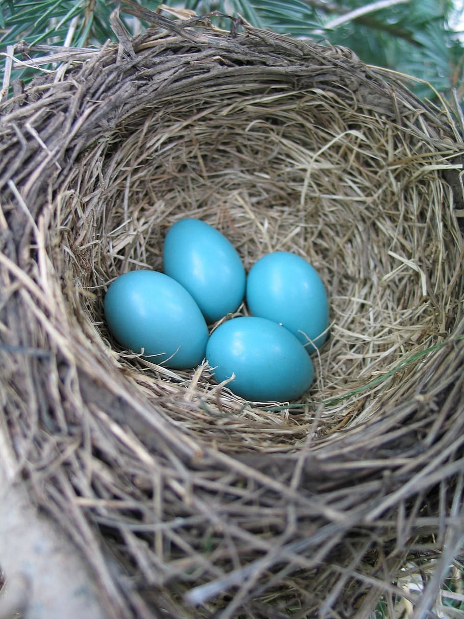 four blue eggs on brown nest, Bird Nest, Spring, Robin, animal nest, HD wallpaper