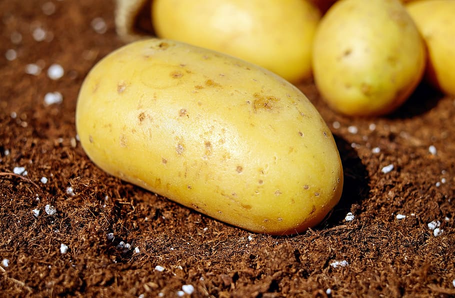 closeup photo of potato, potatoes, vegetables, erdfrucht, bio HD wallpaper