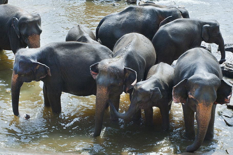 affection, animal, dirty, elephants, environment, family, fun HD wallpaper